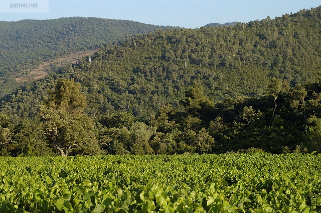 vignes massif des maures