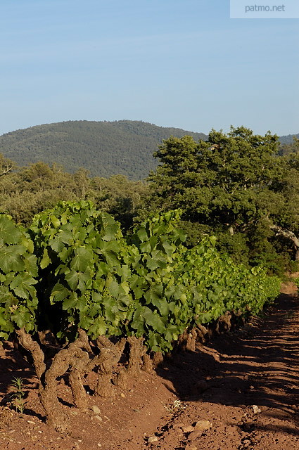 vignes collobrires