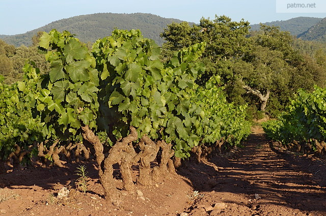 vignes collobrires