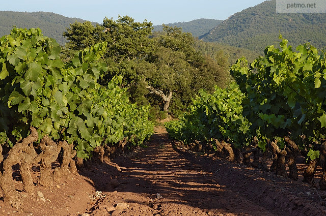 vignes du massif des maures