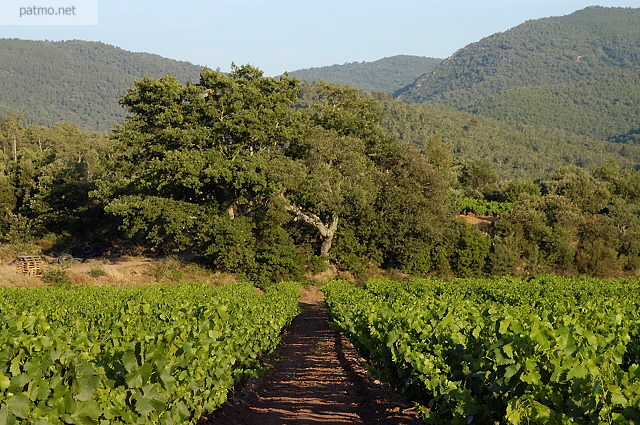 vignes collobrires maures