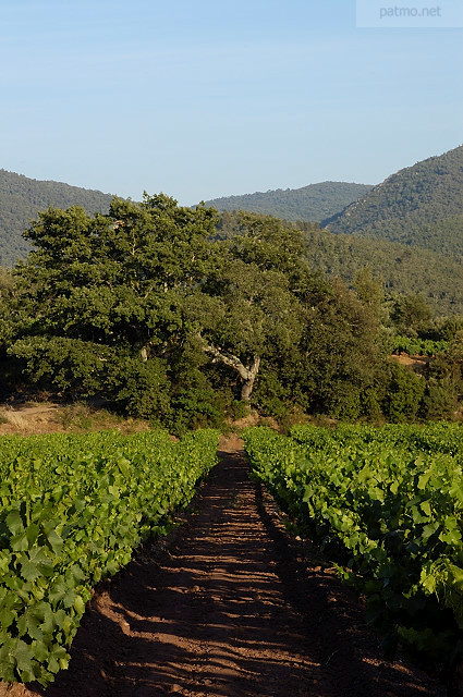 vignes collobrieres massif des maures