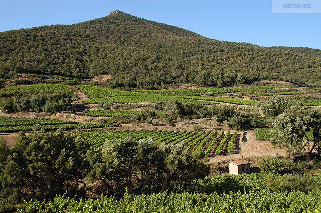 photo de vignes massif des maures