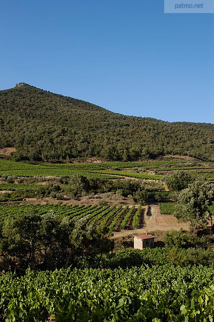 photo de vignes massif des maures