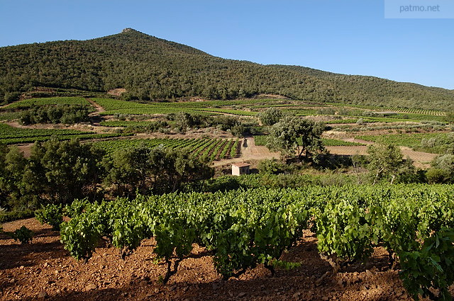 vignes massif des maures