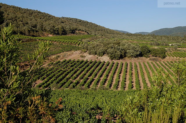 Image of Collobrieres vineyard in Provence