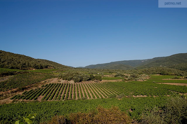 paysage de vignes massif des maures