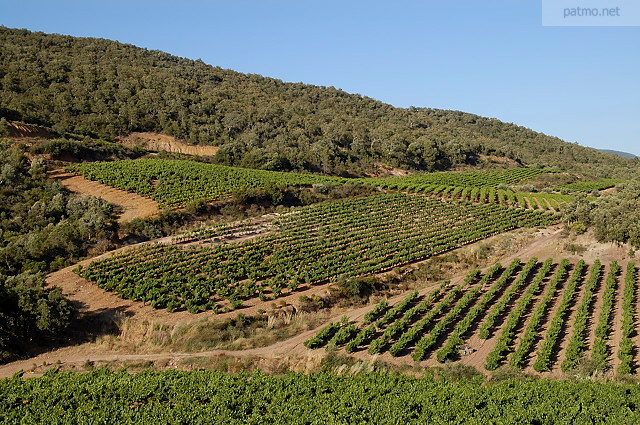 vignes maures provence