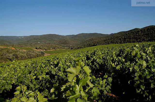 vignes collobrires massif des maures