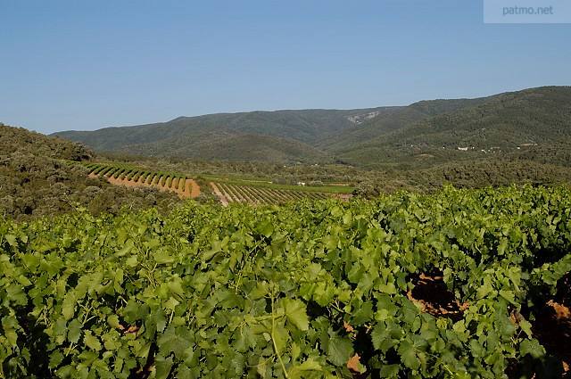 vignes en provence