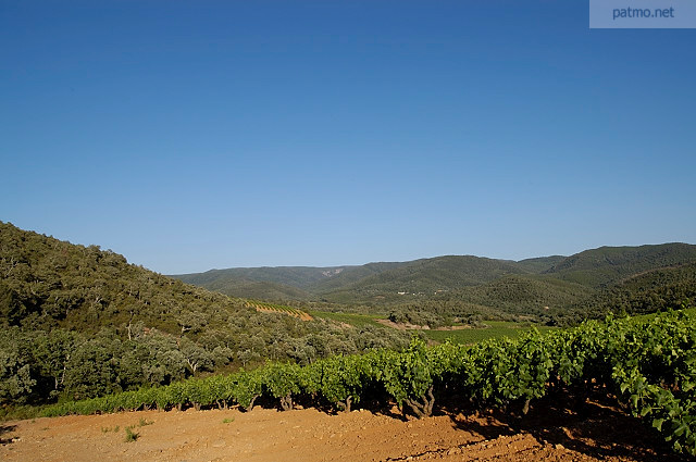 vignes en provence