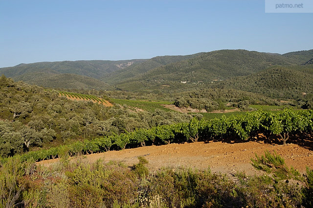 vignes du massif des maures