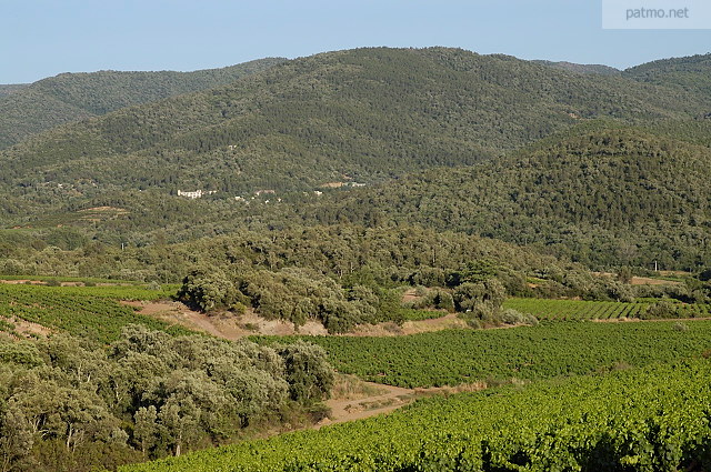 vignes du massif des maures