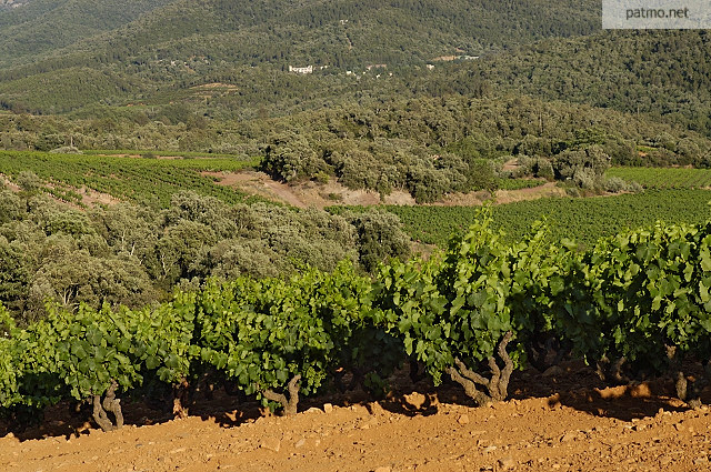 vignes provence massif des maures