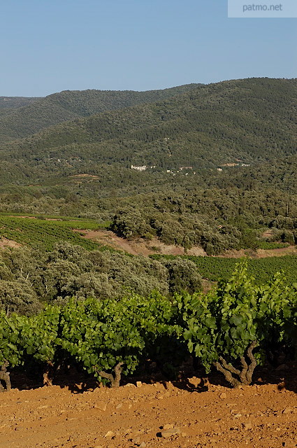 vignes provence massif des maures