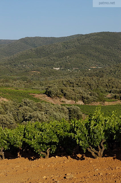 vignes provence massif des maures