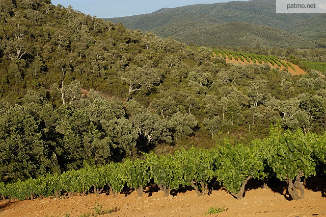 vignes massif des maures