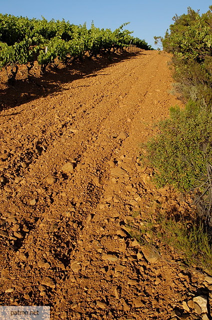 vignes collobrires maures