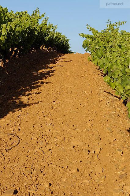 vignes du massif des maures collobrieres