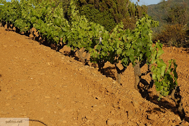 vignes massif des maures