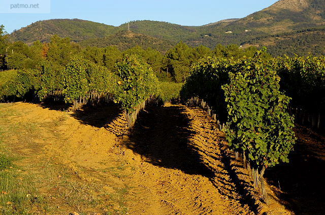 image des vignes du massif des maures