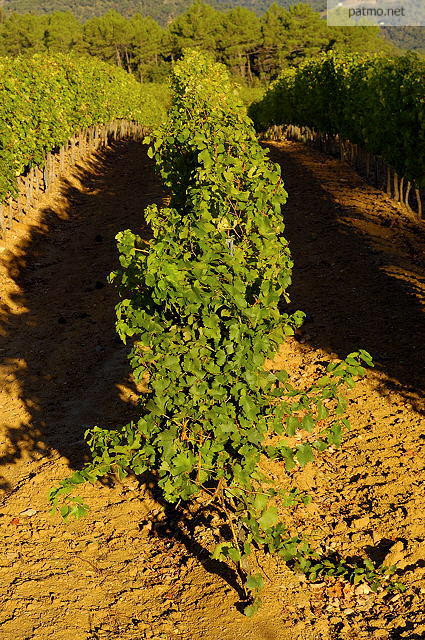 ranges de vignes