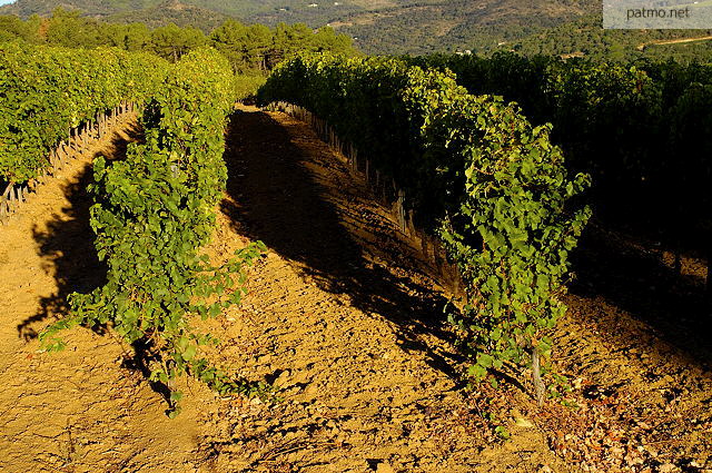 ranges de vignes