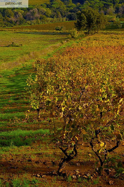 Photo d'un champ de vignes en automne