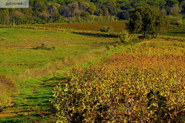 Champ de vignes en automne.