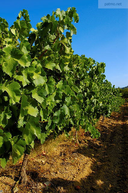 Image des vignes du Massif des Maures