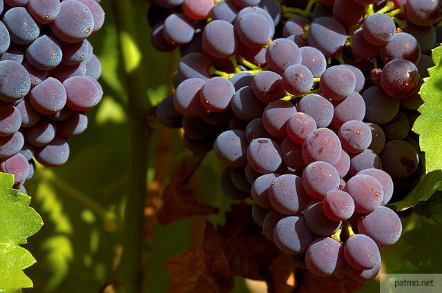 grappes de raisin