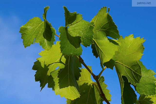 Photo de feuilles de vigne se dtachant sur un fond de ciel bleu