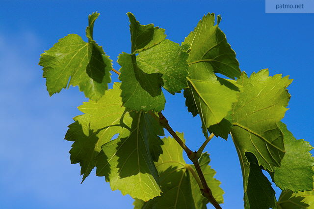 Picture with green vines leaves on a blue sky background