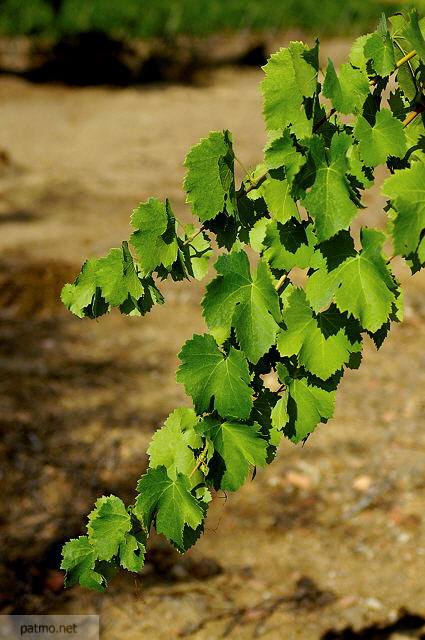 photo feuilles de vigne