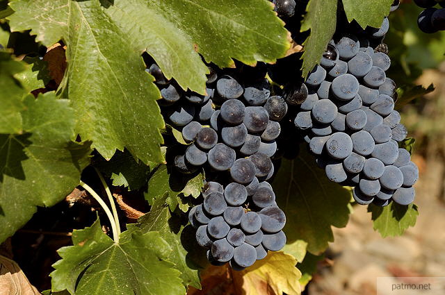 Photo of red grapes and green leaves in Provence vineyard