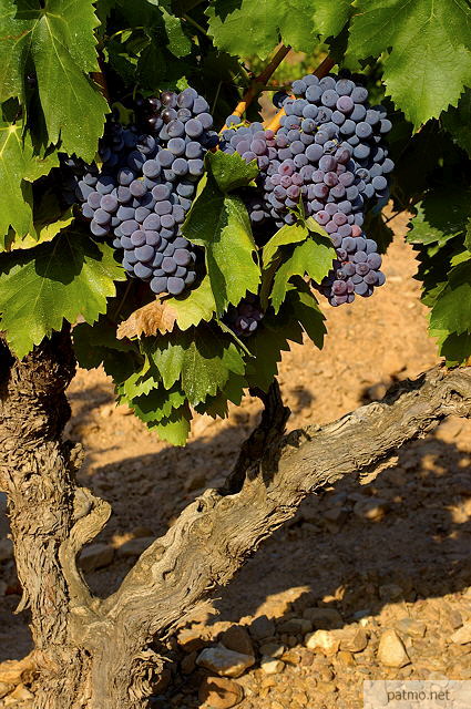 grappes de raisin sur un pied de vigne