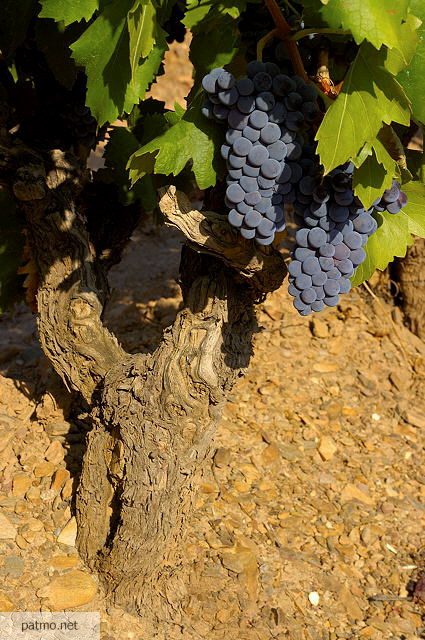 image de raisin sur un pied de vigne