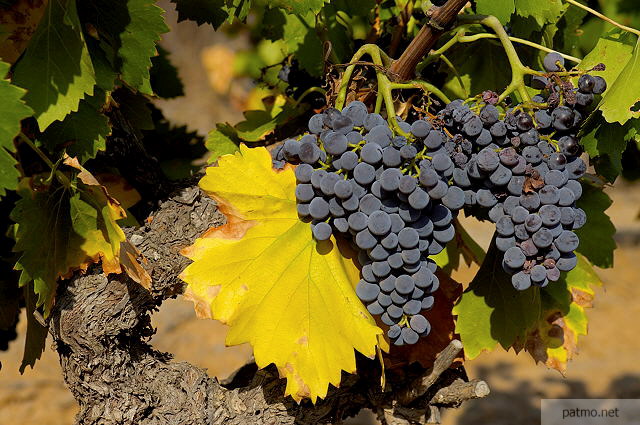 grappes de raisin et pied de vigne