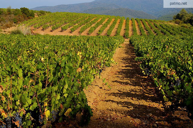 Photo of a colorful vineyard landscape in Collobrieres