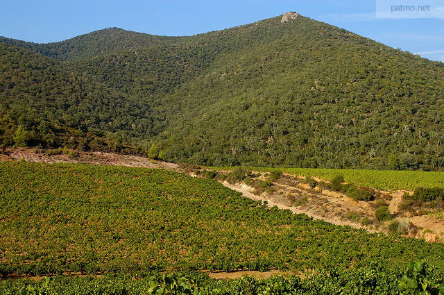 vignes du massif des maures