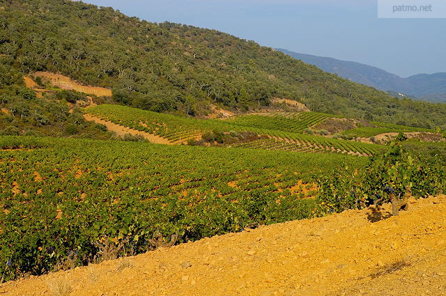 photo des vignes du massif des maures