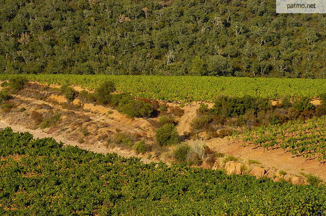 image des vignes du massif des maures