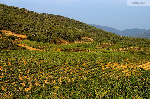 Photo d'un paysage de vignes en Provence dans le Massif des Maures