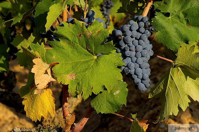 Photo de grappes de raisin au milieu des feuilles de vigne