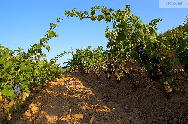 Photo des vignes du Massif des Maures