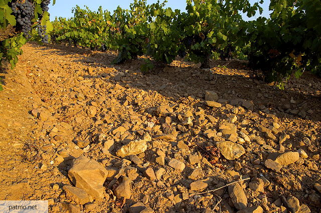 photo des vignes du massif des maures