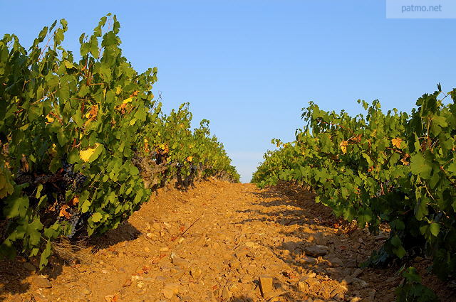 ranges de vignes