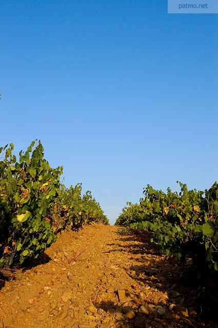 ranges de vignes