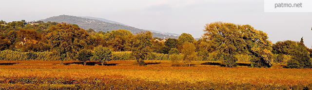 Photo de vignes en automne  Cogolin dans le Massif des Maures