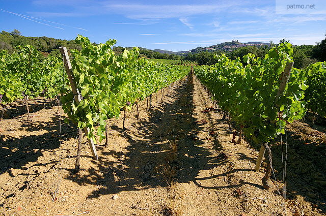 Images de vignes